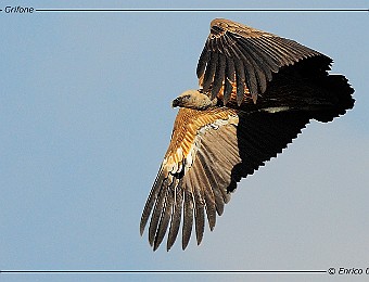 Animali 172
